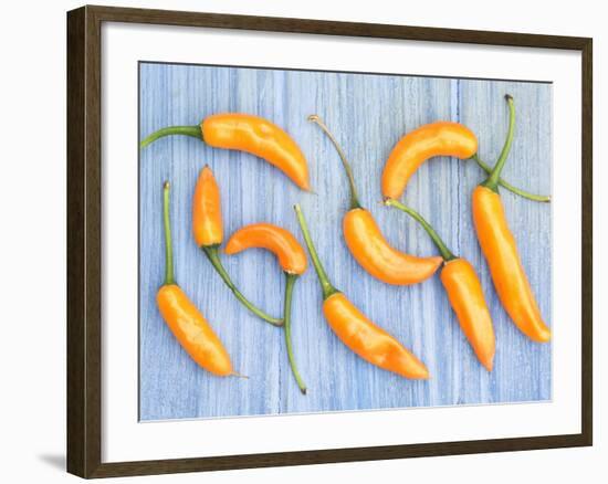 Yellow Chilli Peppers Chillies Freshly Harvested on Pale Blue Background-Gary Smith-Framed Photographic Print