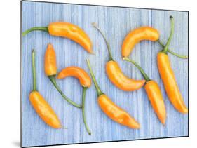 Yellow Chilli Peppers Chillies Freshly Harvested on Pale Blue Background-Gary Smith-Mounted Photographic Print