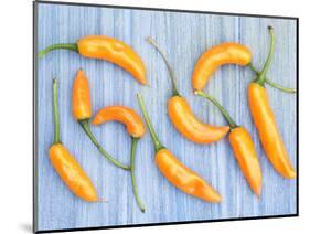 Yellow Chilli Peppers Chillies Freshly Harvested on Pale Blue Background-Gary Smith-Mounted Photographic Print