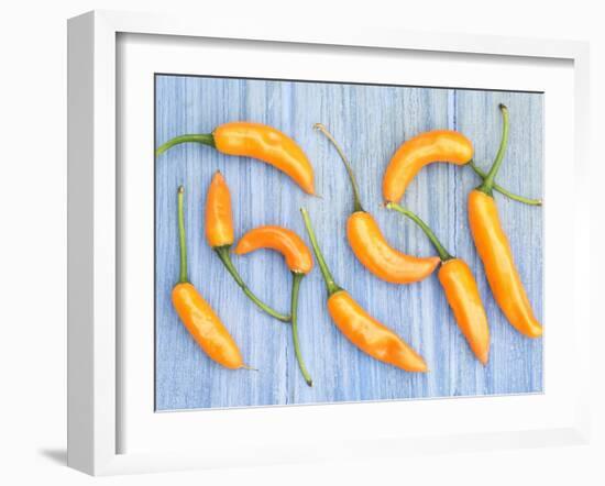 Yellow Chilli Peppers Chillies Freshly Harvested on Pale Blue Background-Gary Smith-Framed Photographic Print