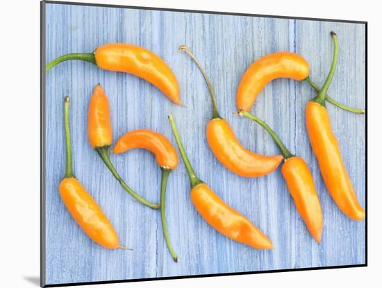 Yellow Chilli Peppers Chillies Freshly Harvested on Pale Blue Background-Gary Smith-Mounted Photographic Print