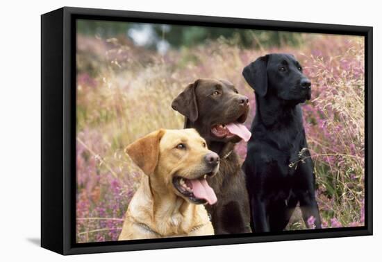 Yellow, Chocolate and Black Labradors-null-Framed Stretched Canvas