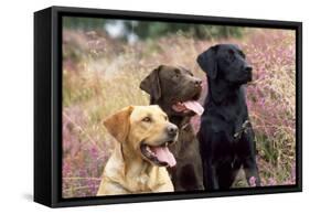 Yellow, Chocolate and Black Labradors-null-Framed Stretched Canvas