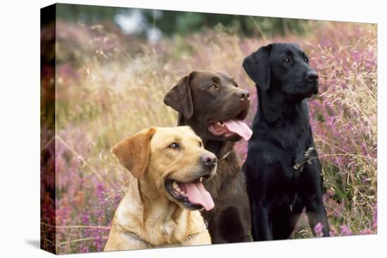 Yellow, Chocolate and Black Labradors-null-Stretched Canvas