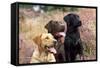 Yellow, Chocolate and Black Labradors-null-Framed Stretched Canvas