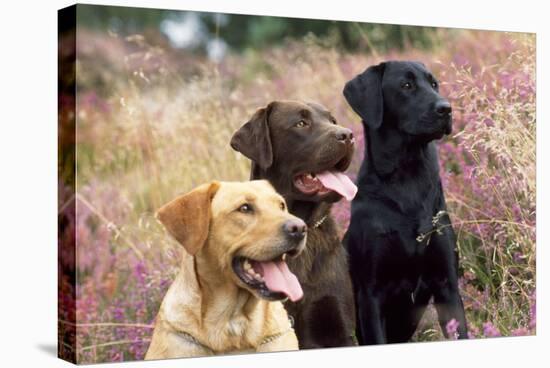 Yellow, Chocolate and Black Labradors-null-Stretched Canvas