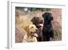 Yellow, Chocolate and Black Labradors-null-Framed Photographic Print