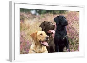 Yellow, Chocolate and Black Labradors-null-Framed Photographic Print