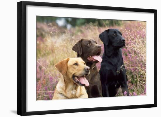 Yellow, Chocolate and Black Labradors-null-Framed Photographic Print