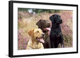 Yellow, Chocolate and Black Labradors-null-Framed Photographic Print