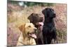 Yellow, Chocolate and Black Labradors-null-Mounted Photographic Print