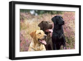 Yellow, Chocolate and Black Labradors-null-Framed Photographic Print