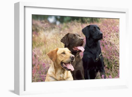 Yellow, Chocolate and Black Labradors-null-Framed Photographic Print