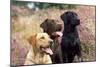 Yellow, Chocolate and Black Labradors-null-Mounted Photographic Print