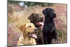 Yellow, Chocolate and Black Labradors-null-Mounted Photographic Print