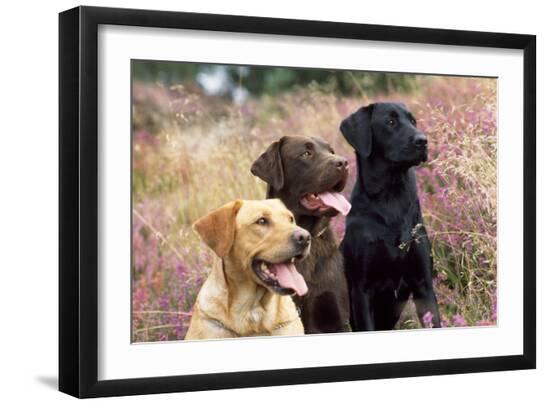 Premium Photographic Print, , large