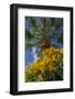 Yellow Christmas bush-Lisa Engelbrecht-Framed Photographic Print