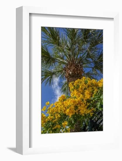 Yellow Christmas bush-Lisa Engelbrecht-Framed Photographic Print
