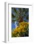 Yellow Christmas bush-Lisa Engelbrecht-Framed Photographic Print