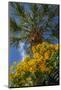 Yellow Christmas bush-Lisa Engelbrecht-Mounted Photographic Print