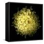 Yellow Chrysanthemum 1-Magda Indigo-Framed Stretched Canvas