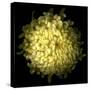 Yellow Chrysanthemum 1-Magda Indigo-Stretched Canvas