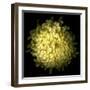 Yellow Chrysanthemum 1-Magda Indigo-Framed Photographic Print