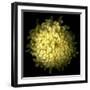 Yellow Chrysanthemum 1-Magda Indigo-Framed Photographic Print