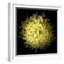 Yellow Chrysanthemum 1-Magda Indigo-Framed Photographic Print