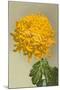 Yellow Chrysanthemum-null-Mounted Art Print