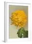 Yellow Chrysanthemum-null-Framed Art Print