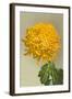 Yellow Chrysanthemum-null-Framed Art Print