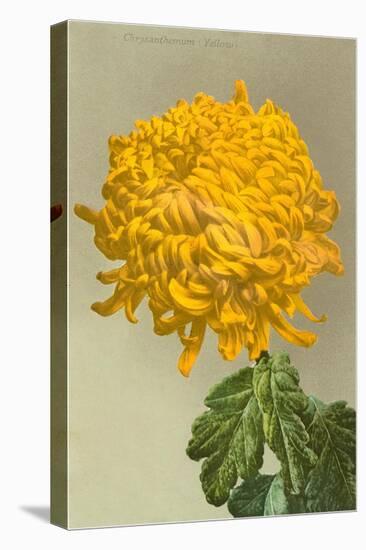 Yellow Chrysanthemum-null-Stretched Canvas