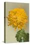 Yellow Chrysanthemum-null-Stretched Canvas