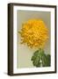 Yellow Chrysanthemum-null-Framed Art Print