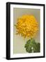 Yellow Chrysanthemum-null-Framed Art Print