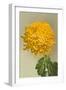 Yellow Chrysanthemum-null-Framed Art Print