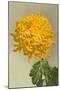 Yellow Chrysanthemum-null-Mounted Art Print