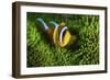 Yellow Clownfish On Green Anemon-Barathieu Gabriel-Framed Giclee Print