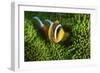 Yellow Clownfish On Green Anemon-Barathieu Gabriel-Framed Giclee Print