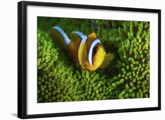 Yellow Clownfish On Green Anemon-Barathieu Gabriel-Framed Giclee Print