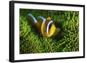 Yellow Clownfish On Green Anemon-Barathieu Gabriel-Framed Giclee Print