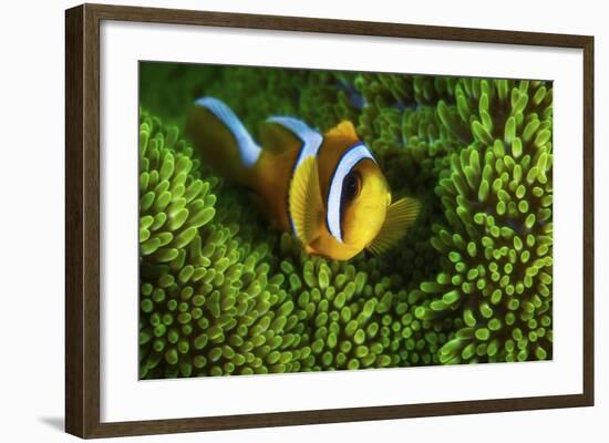 Yellow Clownfish On Green Anemon-Barathieu Gabriel-Framed Giclee Print