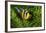 Yellow Clownfish On Green Anemon-Barathieu Gabriel-Framed Giclee Print