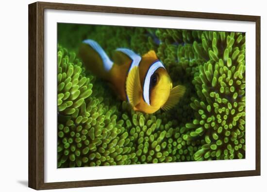 Yellow Clownfish On Green Anemon-Barathieu Gabriel-Framed Giclee Print