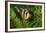 Yellow Clownfish On Green Anemon-Barathieu Gabriel-Framed Giclee Print