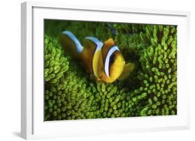 Yellow Clownfish On Green Anemon-Barathieu Gabriel-Framed Giclee Print