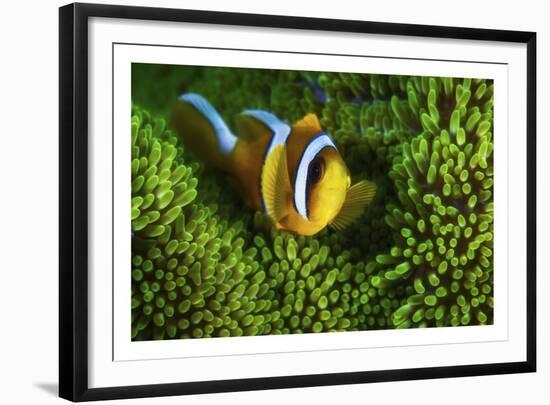 Yellow Clownfish On Green Anemon-Barathieu Gabriel-Framed Giclee Print