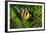 Yellow Clownfish On Green Anemon-Barathieu Gabriel-Framed Giclee Print