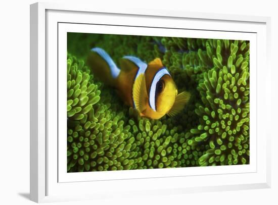 Yellow Clownfish On Green Anemon-Barathieu Gabriel-Framed Giclee Print
